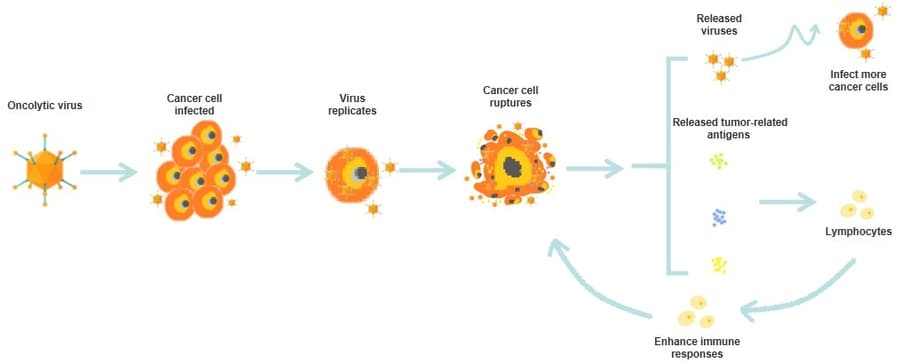 Alfa Cytology Launches Oncolytic Viral Therapy Services for Pancreatic Cancer